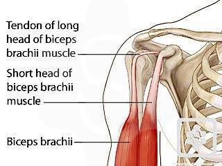 głowa długa bicepsa